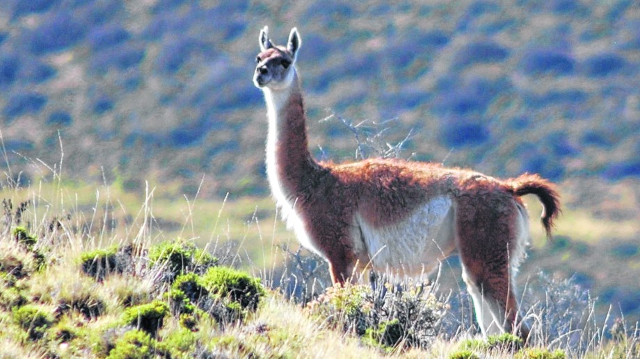 La historia del guanaco según los Aonikenk - Diario Río Negro