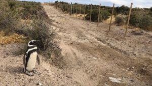 Video: las tristes imágenes que muestran los nidos de pingüinos destruidos en Punta Tombo