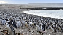 Imagen de El dueño de un campo aplastó y mató más de 300 pingüinos en Punta Tombo