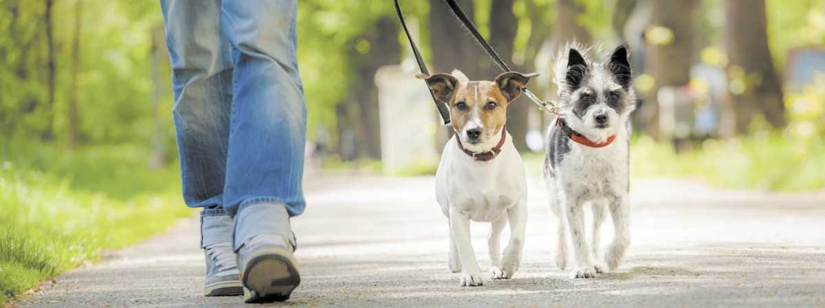 En Neuquén se generó un registro de comercios aptos para animales. Foto: Archivo.