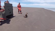 Imagen de Liberan a un lobo marino, luego de ser rescatado en mal estado en Bahía San Blas