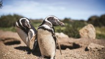 Imagen de Cuántos fueron los pingüinos masacrados en Punta Tombo