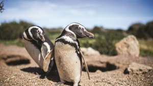 Cuántos fueron los pingüinos masacrados en Punta Tombo