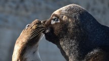 Imagen de Las nuevas finalistas del concurso Voy verano en Patagonia enamoran