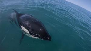 Iban a bucear en Las Grutas, aparecieron cinco orcas y mirá lo que pasó…