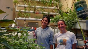 Impulsan la acuaponia con el cultivo de peces y plantas