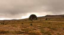 Imagen de La biotecnología puede ayudar a salvar un pino patagónico