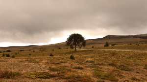 La biotecnología puede ayudar a salvar un pino patagónico