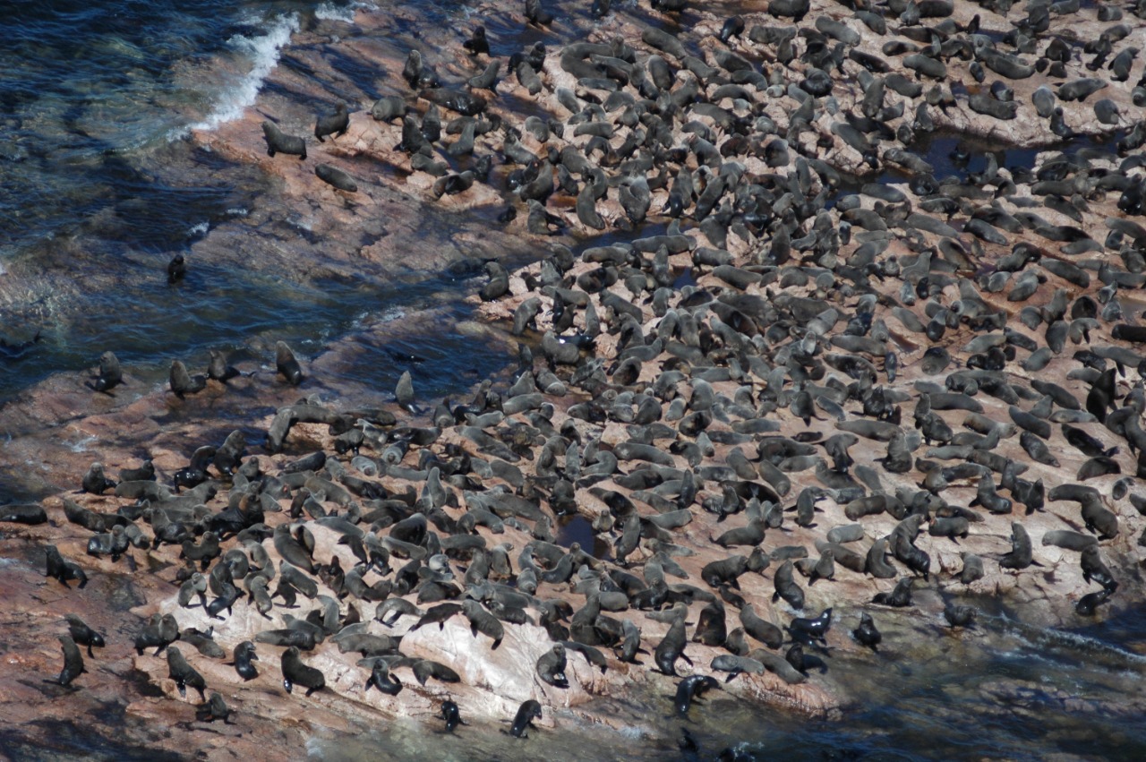 En el área natural viven lobos marinos de un pelo, pingüinos y otras especies. Foto: Guillermo Svendsen