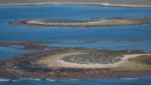 La increíble fauna de Islote Lobos, que pronto pasaría a ser Parque Nacional