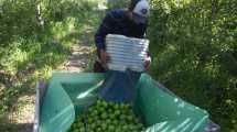 Imagen de Preocupante: se perderán por lo menos 300 millones de kilos de fruta en esta temporada