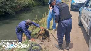 Rescataron a un perro que cayó en el interior de un canal de Neuquén