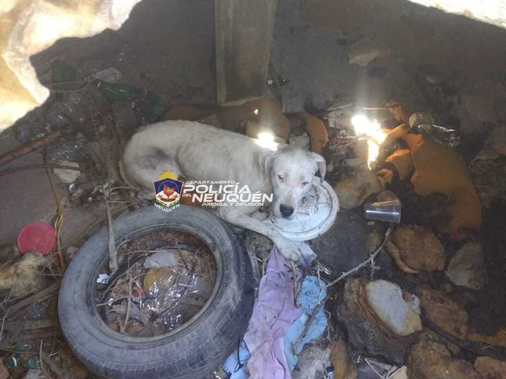 El perro había caído a la cisterna en desuso. Foto: Prensa Policía de Neuquén