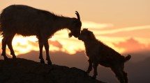 Imagen de Norte neuquino: viaje a la tierra de los atardeceres inolvidables