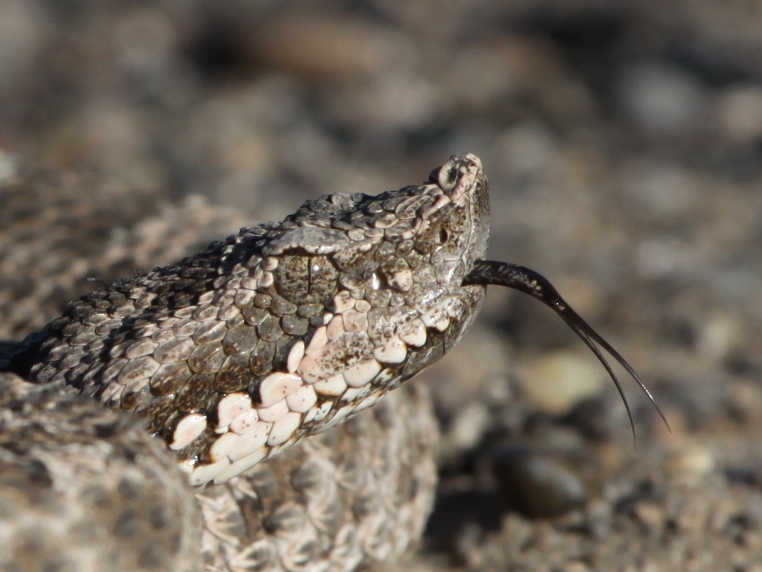 Uno de los reptiles venenosos que hay en la barda norte es la yarará ñata. Si no se recibe atención médica puede causar la muerte. Foto gentileza Dirección de Fauna