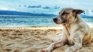 Pronóstico: se mantienen las altas temperaturas este martes en la región