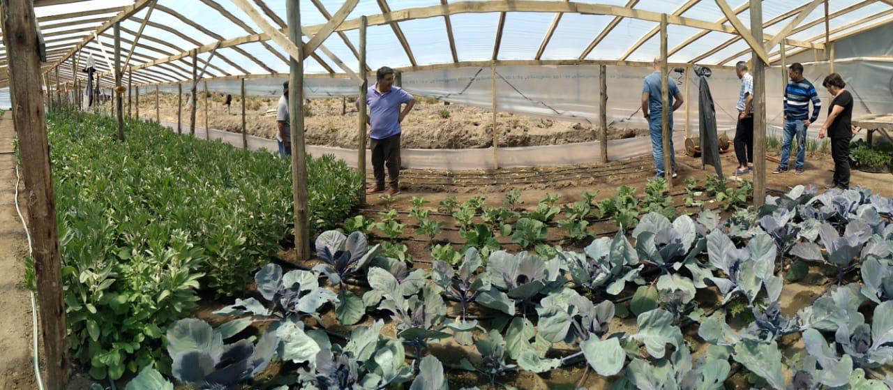 En Tailacahue, Susana y Juan producen verduras y hortalizas a gran escala. Foto: gentileza. 