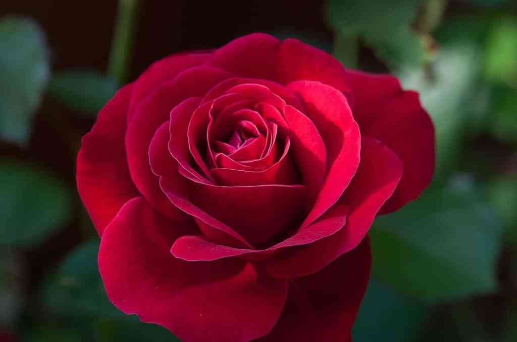 Rosas, las reinas entre todas las flores