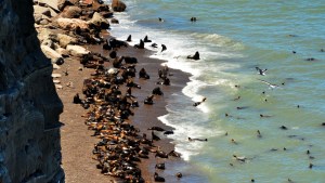 Punta Bermeja: 50 años en defensa de los lobos marinos
