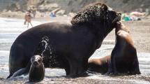 Imagen de Lobos marinos asombraron a los turistas en una playa del camino más lindo de Río Negro