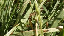 Imagen de Qué hacer con las hormigas invasoras en la región