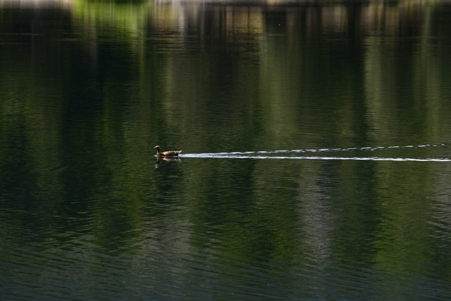 Los animales también disfrutan de las buenas temperaturas. Foto: agencia Bariloche.-