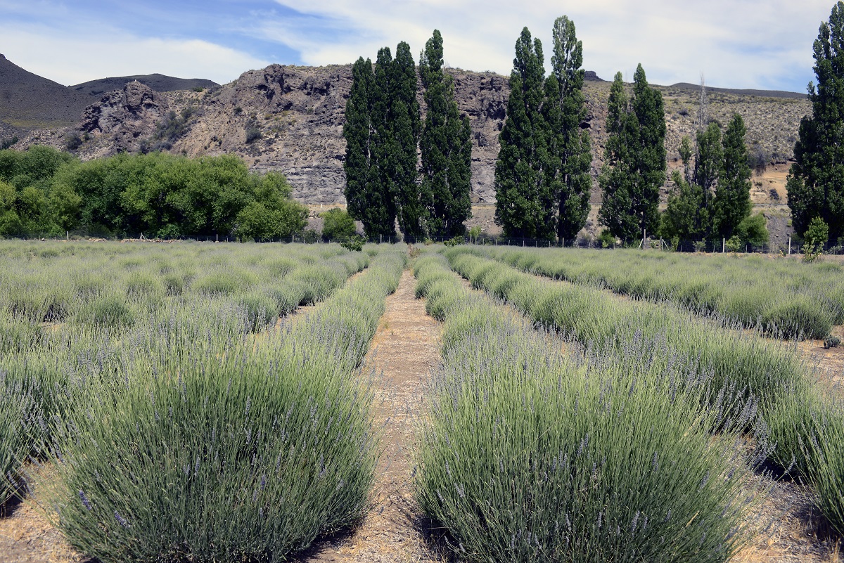 El predio donde crecen diversas especies de lavanda, en Villa Llanquín, tiene una hectárea y media y ofrecen visitas guiadas. Foto: Chino Leiva