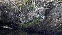 Imagen de Video: un gato montés pescando, el emocionante momento que capturó un vecino en Collón Cura