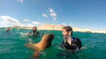 Imagen de Mirá cómo se acercan a  jugar los lobos marinos en Puerto Madryn