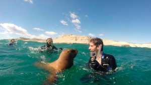 Mirá cómo se acercan a  jugar los lobos marinos en Puerto Madryn