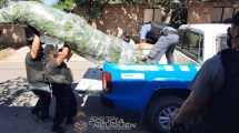 Imagen de Secuestran plantas de cannabis que medían tres metros de altura en barrio de Neuquén