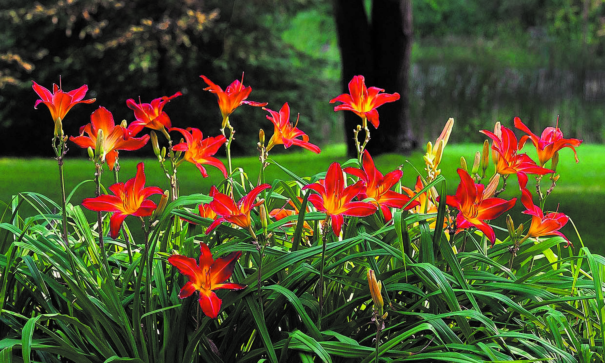 Flores que se destacan: las plantas que llenan de color