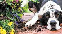 Imagen de Las 10 plantas no aptas para perros y gatos