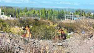 Los perros sueltos pueden recorrer 30 kilómetros en un día y afectar la fauna silvestre