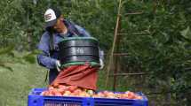 Imagen de Adelantan la cosecha de la manzana Red Delicious en el Alto Valle