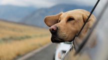 Imagen de 10 consejos para viajar tranquilo con tu perro