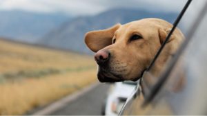 10 consejos para viajar tranquilo con tu perro