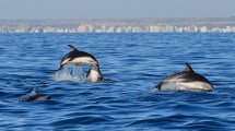 Imagen de Gran plan para el finde largo: ver el show de los delfines en Puerto Madryn