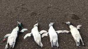 Chubut: encuentran pingüinos muertos con signos de ahorcamiento en Playa Unión