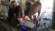 Imagen de Video: dos caballos entraron a un kiosco en Córdoba y ¡se comieron todo!