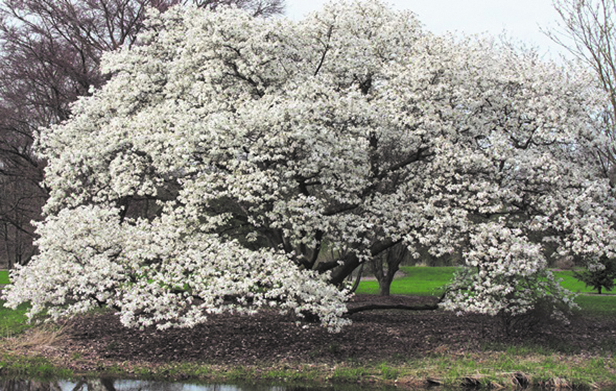Jardín: magnolias, una opción para embellecer la vista