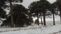 Imagen de Primeros Pinos se cubrió de nieve en un domingo de frío y lluvia en la región