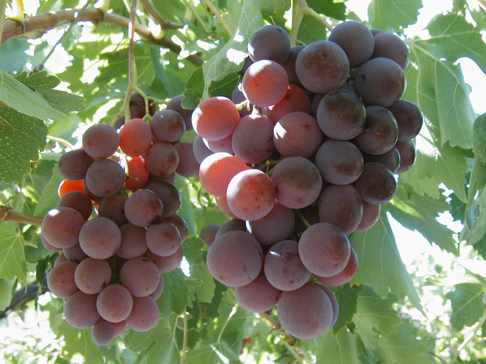 La preciada variedad Red Globe, que hoy robaban varios sujetos en una chacra de Guerrico.