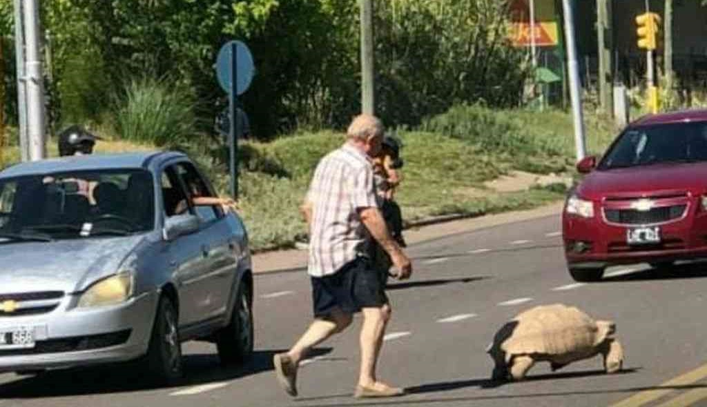 Se trata de un ejemplar de tortuga africana de espolones (Centrochelys sulcata).