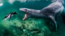 Imagen de Las fotos premiadas en el Mundial de Fotografía de la Naturaleza muestran lo increíble que es el planeta