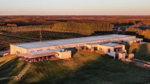 Imagen de La vendimia se vive en la ruta del vino de la Patagonia: mirá por qué tenés que ir a las bodegas