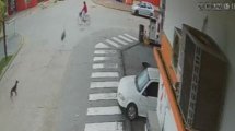 Imagen de Video: ¡Insólito! Un avestruz chocó a una mujer que circulaba en bicicleta