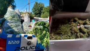 Encontraron 186 enormes plantas de marihuana en Centenario