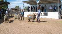 Imagen de Roca: la Expo Rural Ovina cierra su exhibición con varios desafíos y compromisos políticos