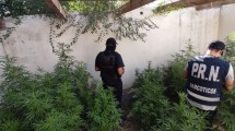 Imagen de Secuestraron más de 50 plantas de marihuana en Allen